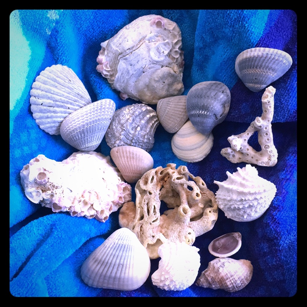 Bring the beach to your home with this collection